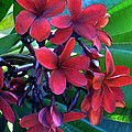 Burgundy Plumeria