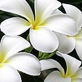 White Plumeria