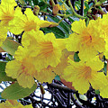 Hawaii Gold Tree