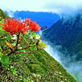 Peles Flower