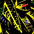 Croton