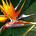 Crane Flower
