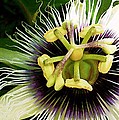 Passion Fruit Flower