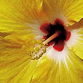 Yellow Hibiscus With Red Center